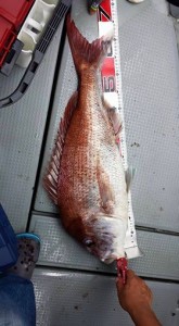 11540821_868693533222947_3839987186284662117_n