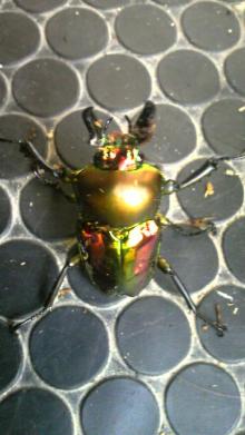 $リピカ洗車ブログ