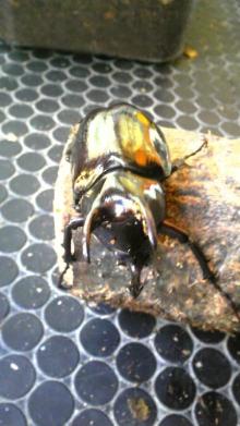 $リピカ洗車ブログ