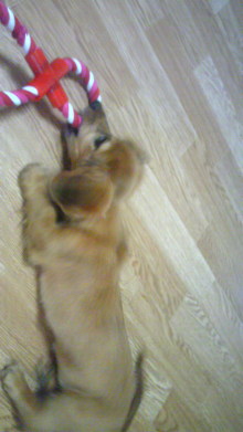 $リピカ洗車ブログ