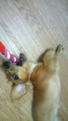 $リピカ洗車ブログ