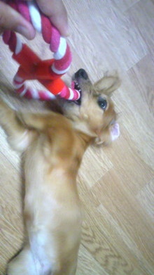 $リピカ洗車ブログ