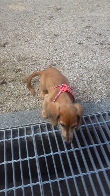 $リピカ洗車ブログ