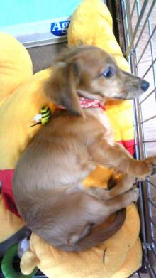 $リピカ洗車ブログ