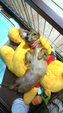 $リピカ洗車ブログ