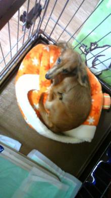 $リピカ洗車ブログ